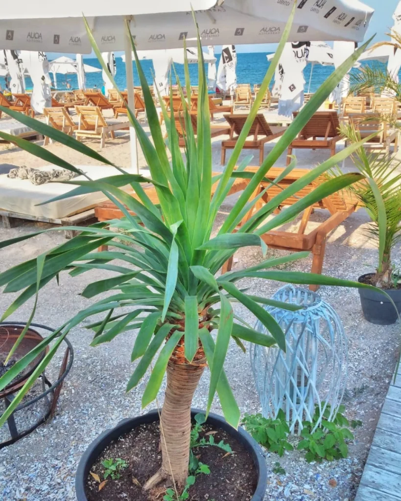 Plajă la Marea Neagră pentru boutique-hotelul Hook of love